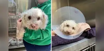 Rescatan a perrito desmayado con sobredosis en EE. UU.: el dueño compartía drogas con el animal Rescatan a perrito desmayado con sobredosis en EE. UU.: el dueño compartía drogas con el animal