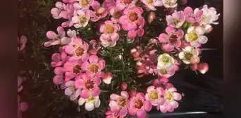 Día de la madre: exportaciones de flores peruanas crecieron 12% en el primer trimestre Día de la madre: exportaciones de flores peruanas crecieron 12% en el primer trimestre