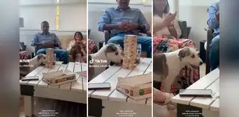 Perrita sorprende con su talento para jugar jenga con su familia: "Es una experta" Perrita sorprende con su talento para jugar jenga con su familia: "Es una experta"