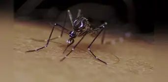 Dengue en Perú: mitos y verdades sobre esta enfermedad