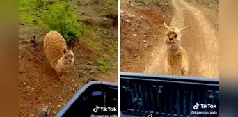 Alpaca corre tras su dueña en triste despedida en Ayacucho: "No te vayas, quédate" Alpaca corre tras su dueña en triste despedida en Ayacucho: "No te vayas, quédate"