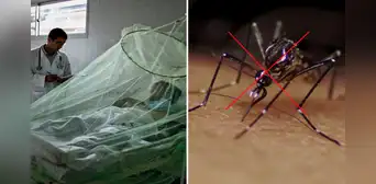 Aumentan casos de dengue en Perú: ¿cómo hacer una trampa para zancudos y disminuir su proliferación?