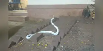 Cobra albina extremadamente rara y mortal aparece en India durante una tormenta Cobra albina extremadamente rara y mortal aparece en India durante una tormenta