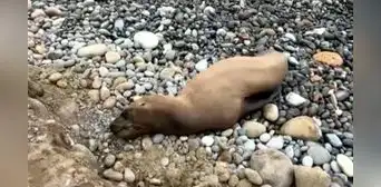 Hallan a lobo marino bebé en playa de Barranco