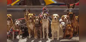 Los perros tienen cerebros cada vez más grandes, según estudio: ¿cuál es el motivo? Los perros tienen cerebros cada vez más grandes, según estudio: ¿cuál es el motivo?