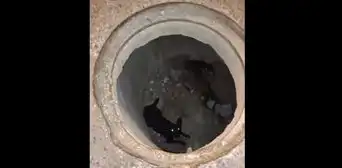 Perritos caen en buzón de desagüe de 3 metros en Moquegua y fueron rescatados ilesos Perritos caen en buzón de desagüe de 3 metros en Moquegua y fueron rescatados ilesos