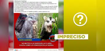 Las zarigüeyas no comen hasta 2.000 garrapatas por noche