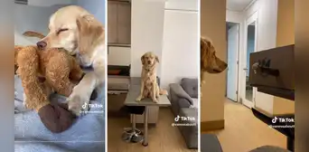 Perrita sorprende al tener el mismo comportamiento que un gato: “Amasa como los michis” Perrita sorprende al tener el mismo comportamiento que un gato: “Amasa como los michis”