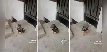Perrito ‘salsero’ impresiona con sus singulares movimientos: ”Tiene ritmo” Perrito ‘salsero’ impresiona con sus singulares movimientos: ”Tiene ritmo”