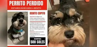 ¿Dónde está Benito Copito? Familia busca a perro perdido en SMP