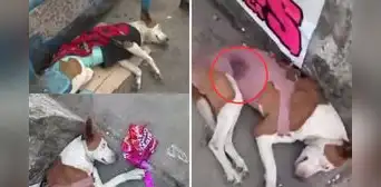 Abandonan a perrita recién operada en paradero de micros, en Comas