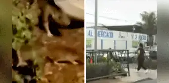 Surco: vecinos denuncian plaga de ratas frente a mercado anexo n° 2 Surco: vecinos denuncian plaga de ratas frente a mercado anexo n° 2