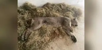 Puma andino de 50 kilos fue capturado en una vivienda de Tacna Puma andino de 50 kilos fue capturado en una vivienda de Tacna
