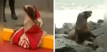 Callao: serenos rescatan a lobo marino varado por fuerte oleaje en Costa Verde Callao: serenos rescatan a lobo marino varado por fuerte oleaje en Costa Verde