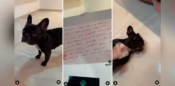 Trabajadores de guardería para mascotas suspenden a perrita durante 15 días por ‘mal comportamiento’