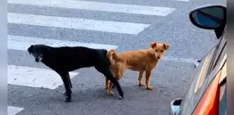¿Por qué nunca se debería separar a los perros que se quedan ‘pegados’ después de aparearse? ¿Por qué nunca se debería separar a los perros que se quedan ‘pegados’ después de aparearse?