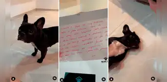 Suspenden a perrita duran 15 días de la guardería de mascotas por ‘mal comportamiento’ Suspenden a perrita duran 15 días de la guardería de mascotas por ‘mal comportamiento’
