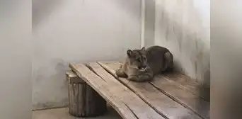 Puma llegó a la ciudad de Tacna en busca de alimentos Puma llegó a la ciudad de Tacna en busca de alimentos