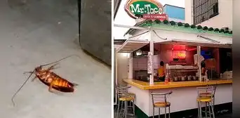 Pueblo Libre: clasuran sanguchería Mr. Taco por encontrar insectos en el local