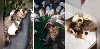 Gatito convive con cuyes y enternece a usuarios: “No hay enemigos” Gatito convive con cuyes y enternece a usuarios: “No hay enemigos”