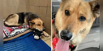 Nikki, la perrita que deambuló varios meses con el peluche que su dueño le regaló antes de morir Nikki, la perrita que deambuló varios meses con el peluche que su dueño le regaló antes de morir