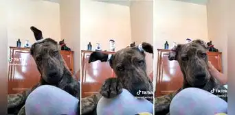 Joven hace distintos peinados a su perrito y es viral en redes: "Adoptado, pero a qué costo"