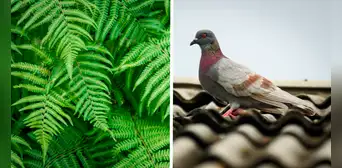 ¿Cómo alejar a las palomas del balcón o terraza de mi casa con plantas? ¿Cómo alejar a las palomas del balcón o terraza de mi casa con plantas?