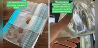 Con este truco con monedas evitarás que las moscas se aparezcan en tu casa