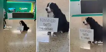 Perrito espera a su dueño en aeropuerto con singular cartel: "Bienvenido, papito, te extrañé"