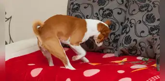 ¿Por qué los perros rascan la cama antes de acostarse? Conoce la verdadera razón