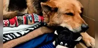 Conoce la conmovedora historia de Nikki, la perrita que deambulaba en las calles con un peluche