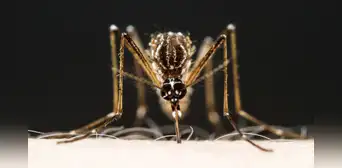 ¿Por qué una reinfección por dengue siempre es más grave que la anterior? ¿Por qué una reinfección por dengue siempre es más grave que la anterior?