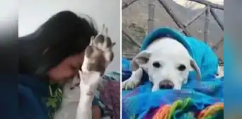 Surquillo: llevan perrito para ser bañado en veterinaria y termina muerto por golpes en la cabeza