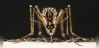 ¿Por qué una reinfección por dengue siempre es más grave que la anterior?