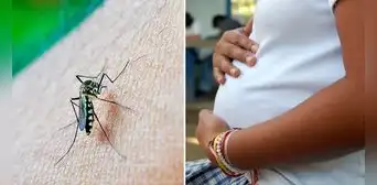 Dengue en Perú: ¿cuáles son las consecuencias en mujeres gestantes? Dengue en Perú: ¿cuáles son las consecuencias en mujeres gestantes?