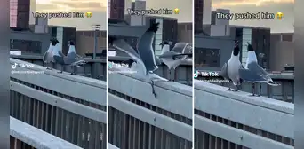 Aves lanzan al vacío a su 'amigo' y estallan en 'risas': ¿lo planearon anticipadamente?