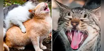 ¿Por qué motivo las gatas hacen demasiado ruido al momento de aparearse? ¿Por qué motivo las gatas hacen demasiado ruido al momento de aparearse?