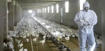 Brasil se declara en "emergencia zoosanitaria" por gripe aviar Brasil se declara en "emergencia zoosanitaria" por gripe aviar