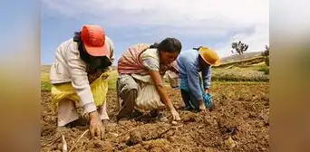 Inseguridad alimentaria: 4 de cada 10 agricultores son pobres en el Perú