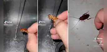¡Insólito! Hombre baña a cucarachas para mantenerlas limpias y evitar que contaminen su casa ¡Insólito! Hombre baña a cucarachas para mantenerlas limpias y evitar que contaminen su casa
