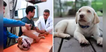 ¿Tienes una mascota? Descubre la Clínica Veterinaria San Marcos y su oferta de servicios