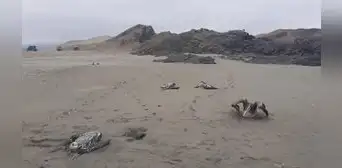 Aparecen más especies silvestres muertas en playas del norte Aparecen más especies silvestres muertas en playas del norte