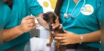 ¿Tienes una mascota? Conoce la primera veterinaria social en Comas con tarifas desde S/10 ¿Tienes una mascota? Conoce la primera veterinaria social en Comas con tarifas desde S/10