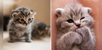 ¿Te falta motivación en el trabajo? Las fotos de gatitos podrían aumentar tu productividad, según estudio