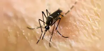 Rusia y Nicaragua desarrollan una vacuna contra el dengue que requiere alta tecnología Rusia y Nicaragua desarrollan una vacuna contra el dengue que requiere alta tecnología