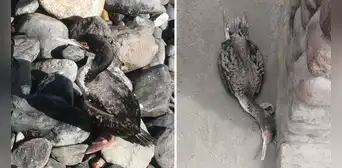 ¿Por qué hay un incremento de aves marinas moribundas y otras muertas en las playas del norte? ¿Por qué hay un incremento de aves marinas moribundas y otras muertas en las playas del norte?