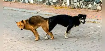 ¿Por qué separar a los perros cuando se aparean es un riesgo grave para su salud?
