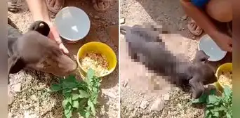 Piden apoyo para atender a perrito que dejaron abandonado en Huánuco Piden apoyo para atender a perrito que dejaron abandonado en Huánuco