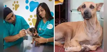 Primera veterinaria solidaria en Comas: ¿dónde queda y cuál es su tarifario a bajo costo?