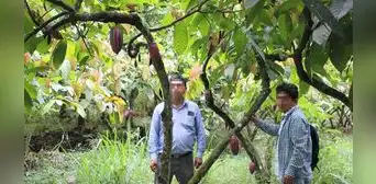 Denuncian irregularidades en proyecto de cacao en Cajamarca Denuncian irregularidades en proyecto de cacao en Cajamarca